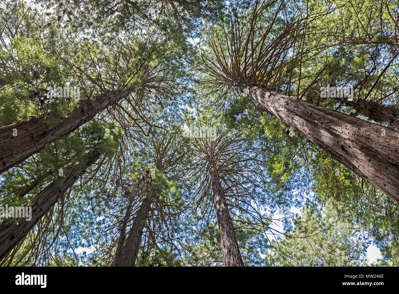 A view of different trees in National parks Stock Photo Alamy