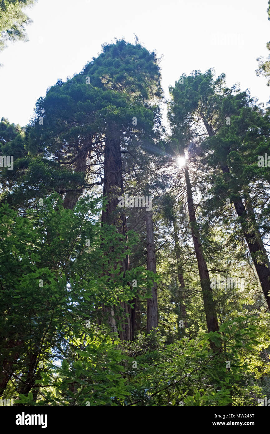 A view of different trees in National parks Stock Photo Alamy