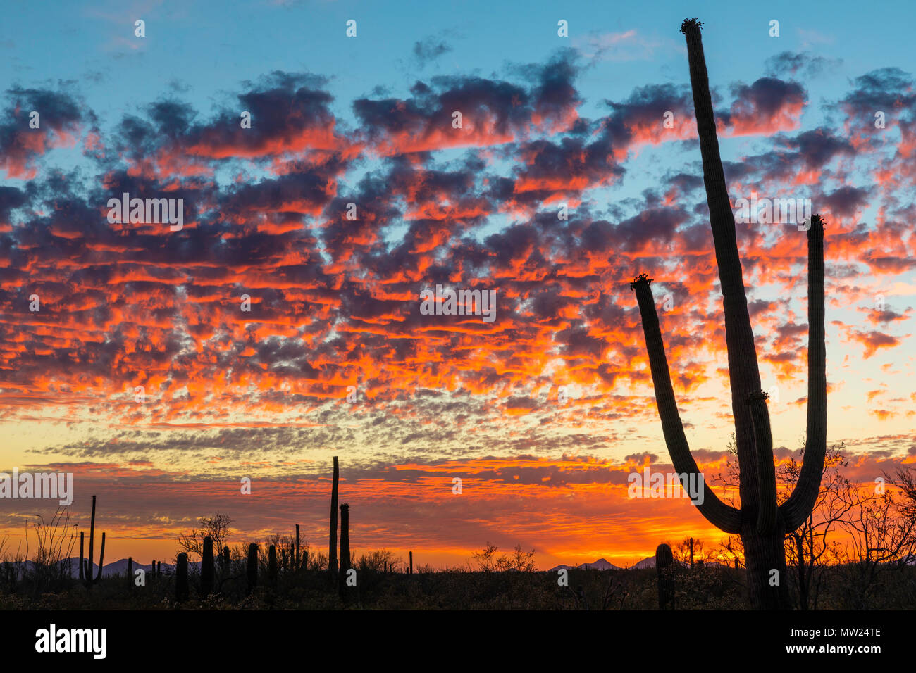 Colorful desert sunset, Tucson Mountain Park, Tucson, Arizona Stock Photo
