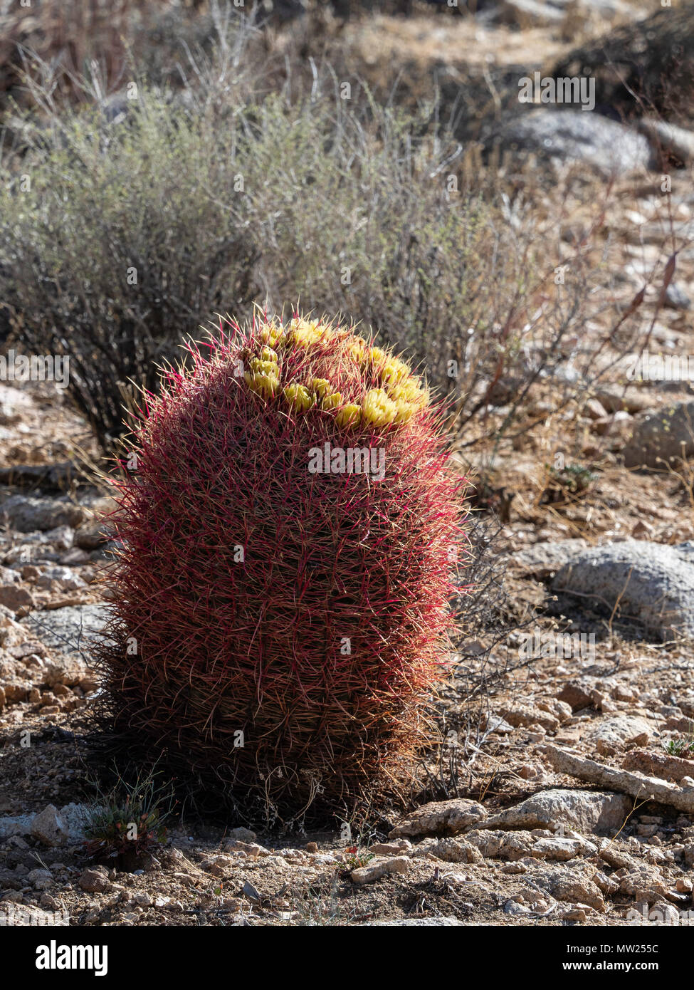 Red barrel cactus (Ferocactus cylindraceus), Joshua Tree National Park, California Stock Photo