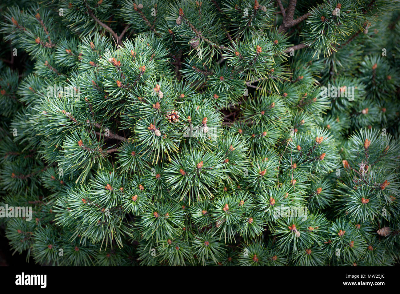 Closeup of fir branches with little pinecones on pine needles as background ornament for Christmas and holiday decoration Stock Photo