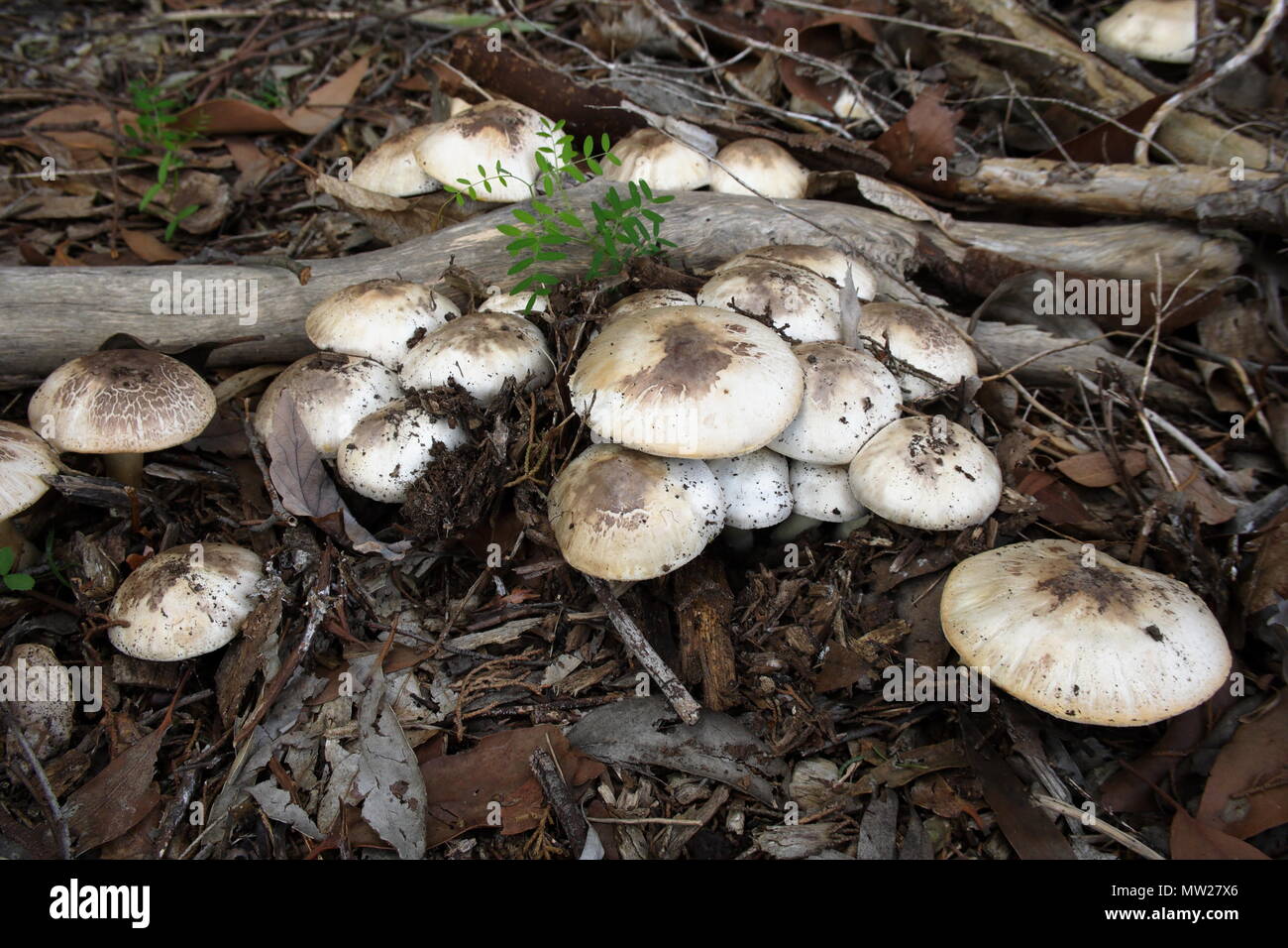 Wild Mushrooms growing in leaf mulch Stock Photo