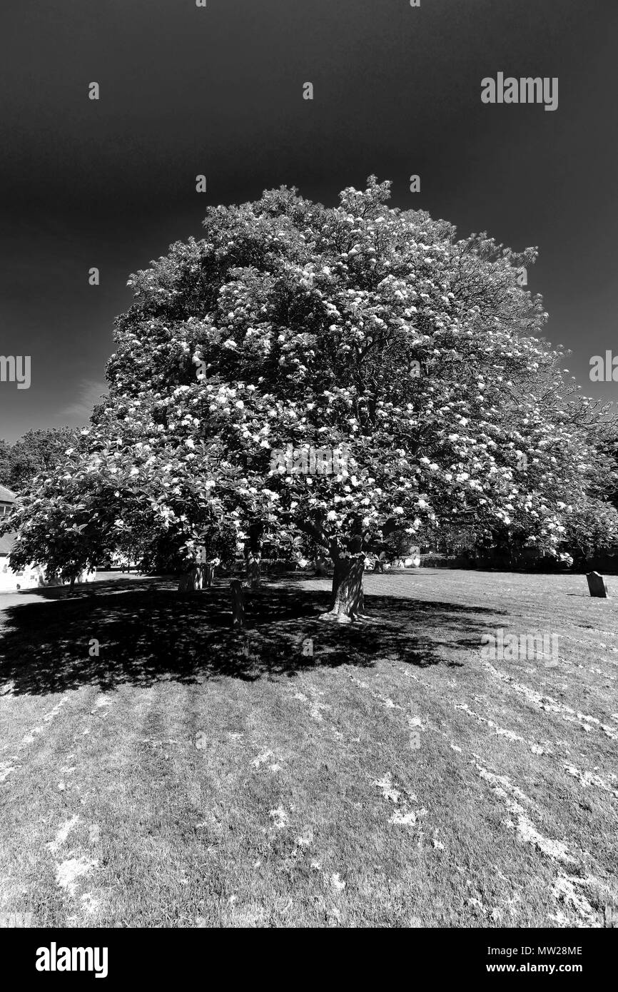 Cone Shape Red Roses Branches of fruit trees Black and White Stock Photos & Images - Alamy