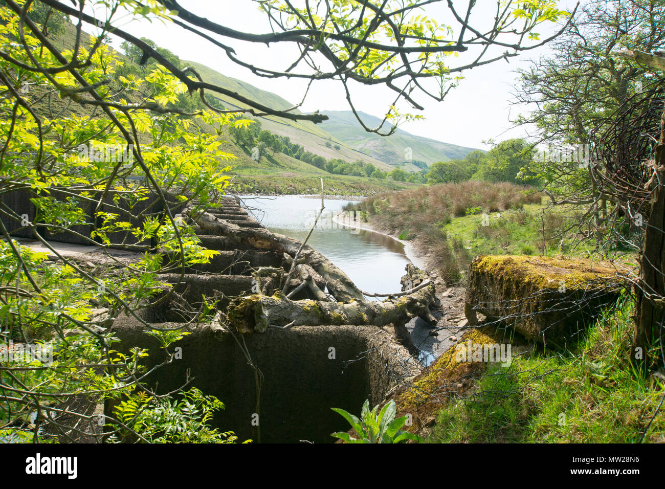 Peaking trees hi-res stock photography and images - Alamy