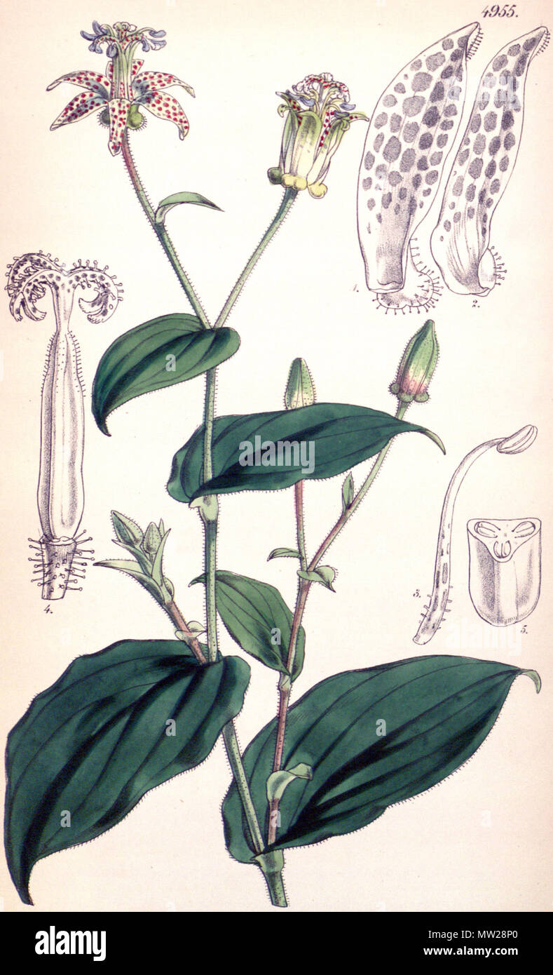 . English: Tricyrtis maculata (as Tricyrtis pilosa) . 17 September 2011. Walter Hood Fitch (1817–1892) 615 Tricyrtis maculata CBM Stock Photo