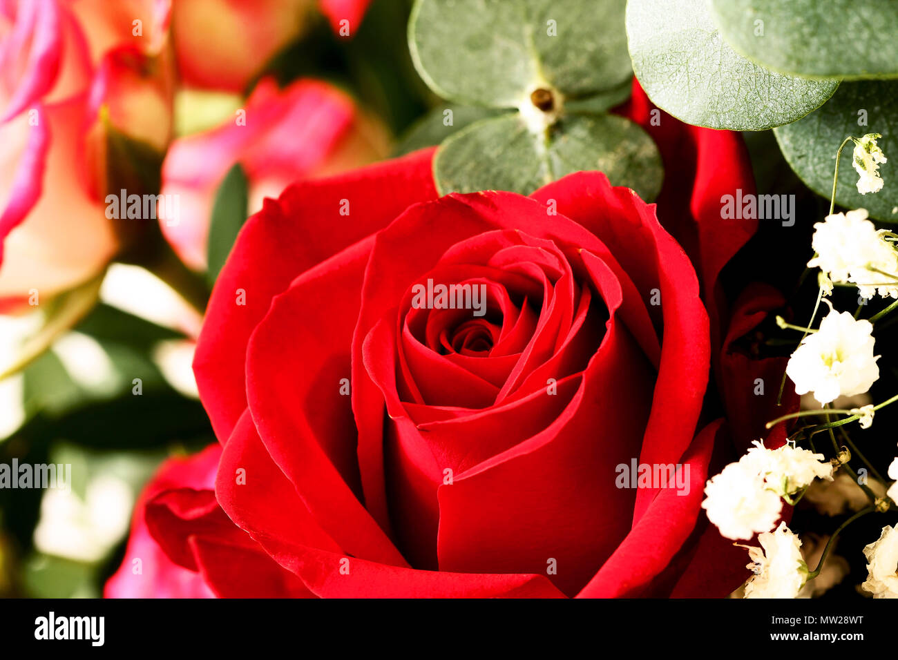 Yellow rose photo up close hi-res stock photography and images - Alamy