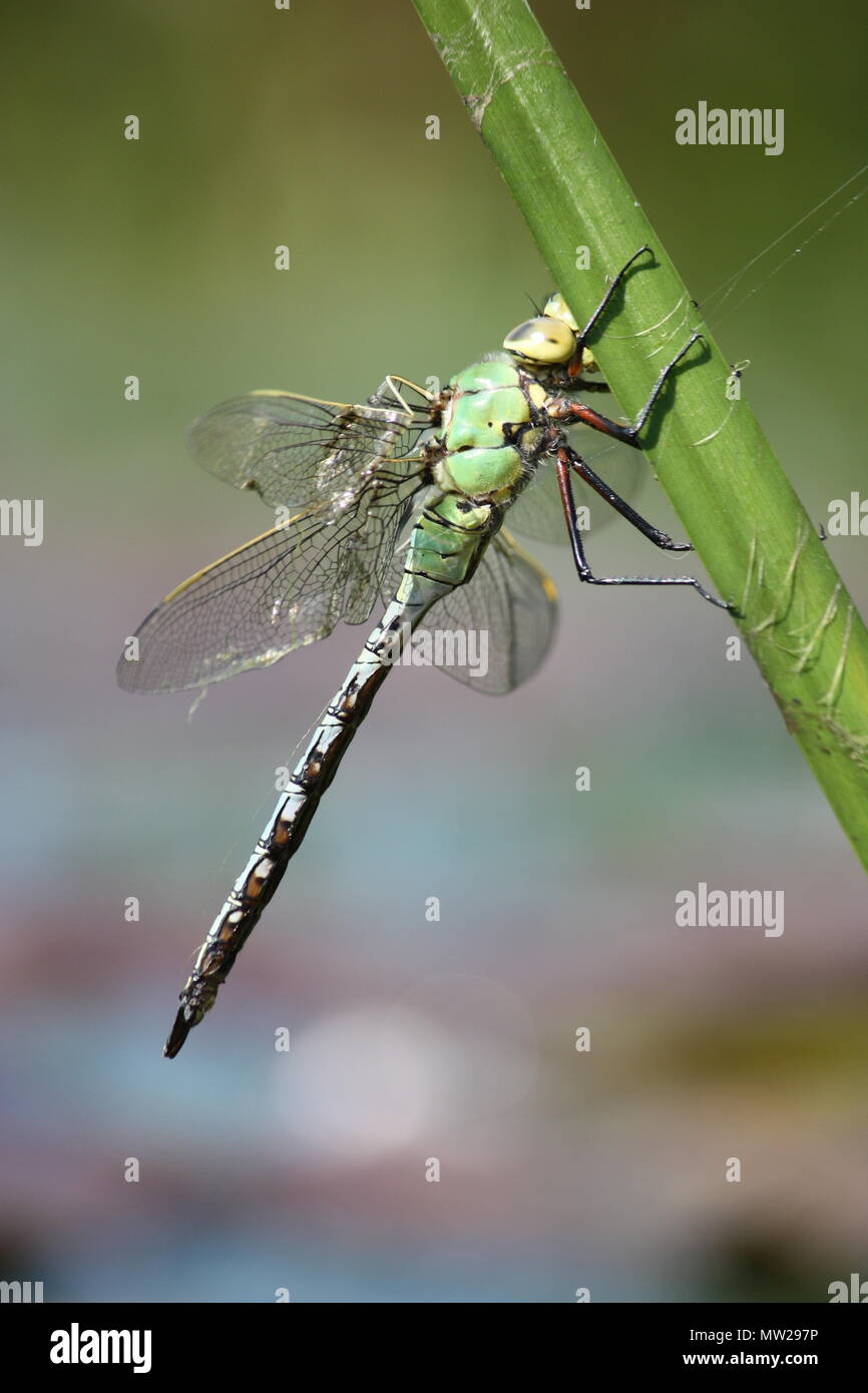 Dragonfly sitting on a leaf Stock Photo