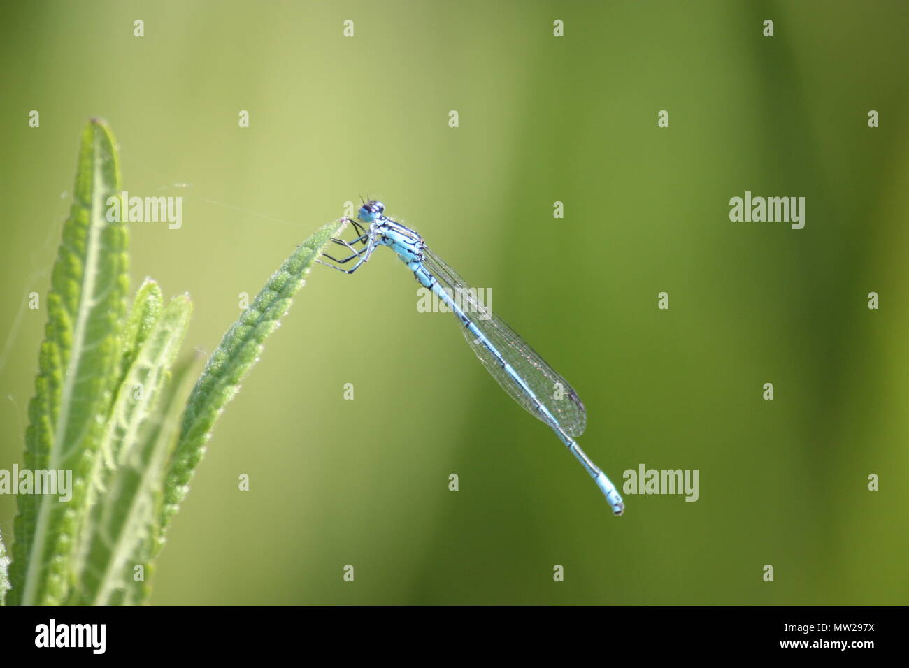 Blue dragonfly sitting on a green leaf Stock Photo