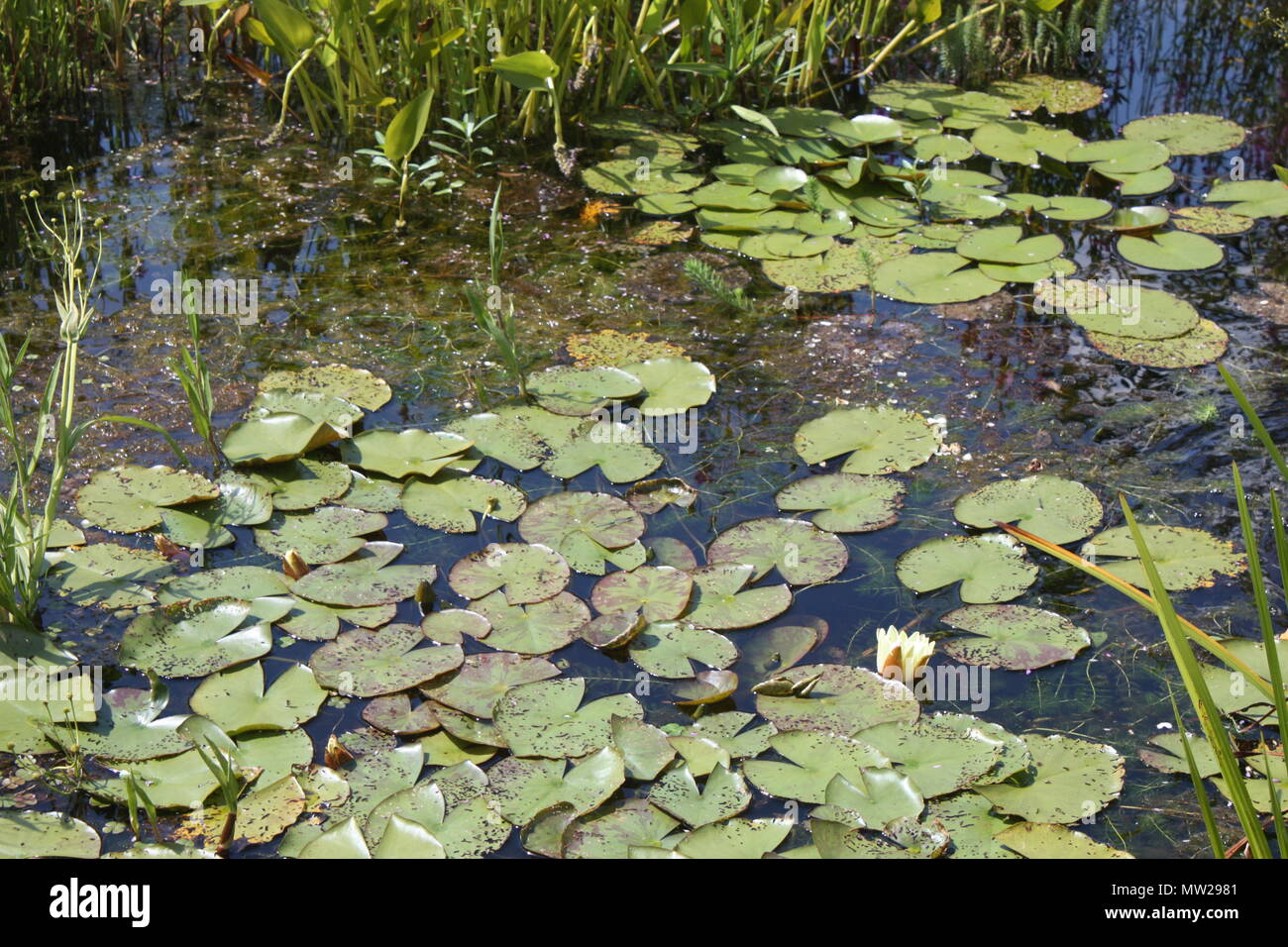 Water pond with water plants Stock Photo
