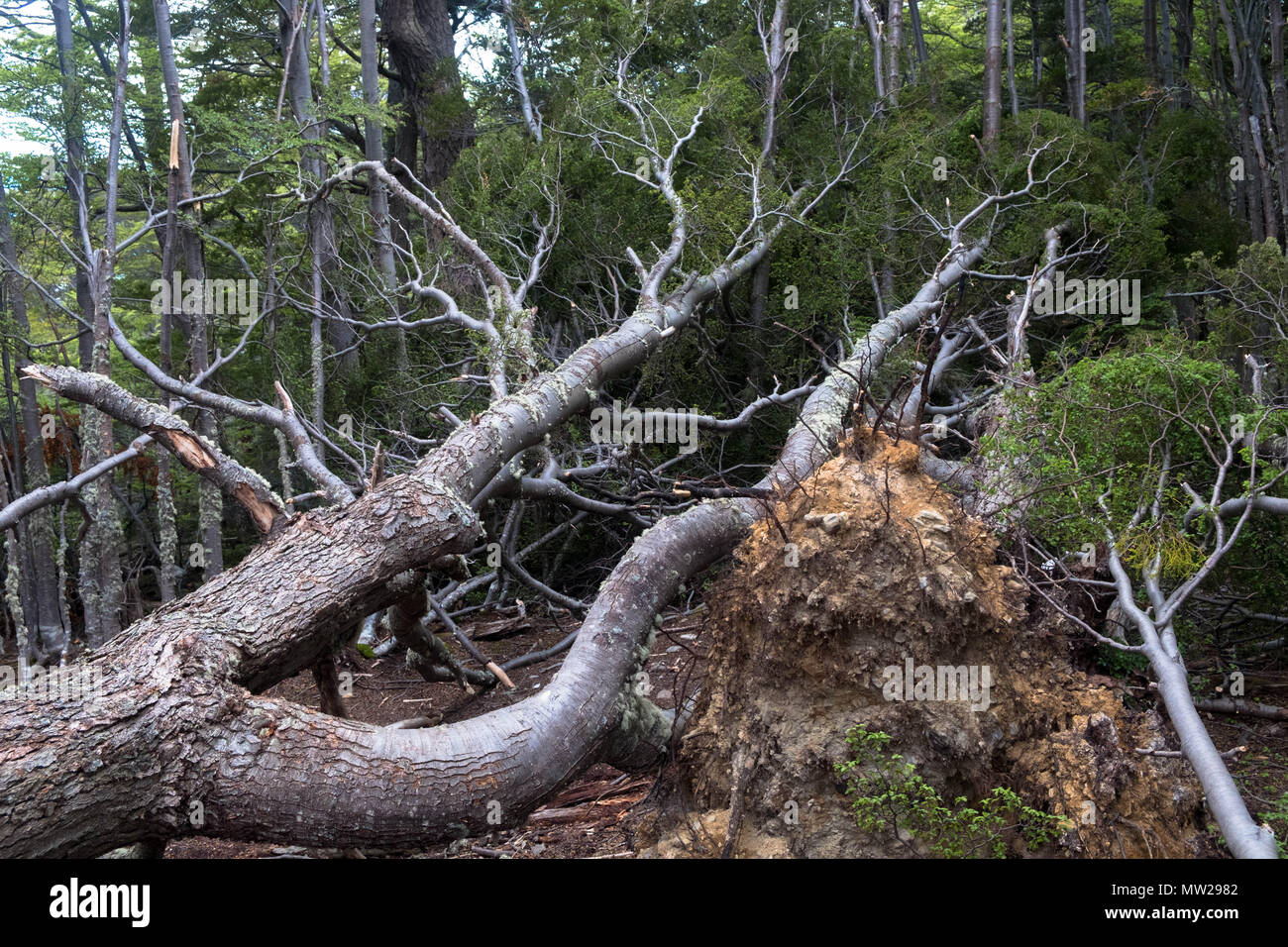 A fallen tree in the Martial moutain range. Erosion and beavers create an ecological challenge near Ushuaia on Tierra del Fuego. Stock Photo