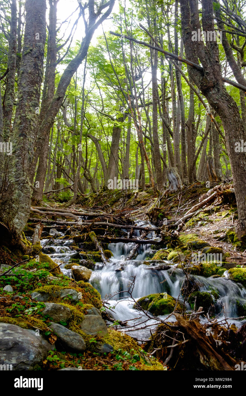 A small stream descends fast in the middle of a lenga forest at the back of Ushuaia, Argentina. Near it lies a path to the hill of 'Cerro del Medio'. Stock Photo