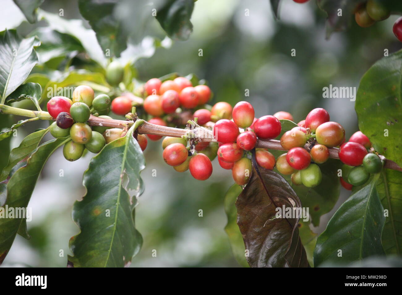 Coffee beans on plant Stock Photo
