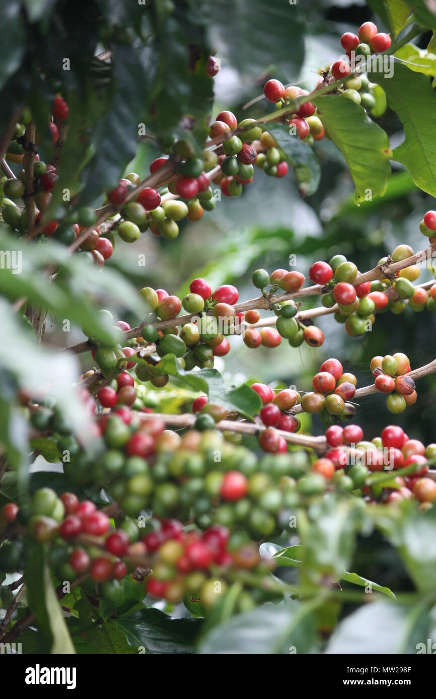 Red coffee beans on bush hires stock photography and images Alamy