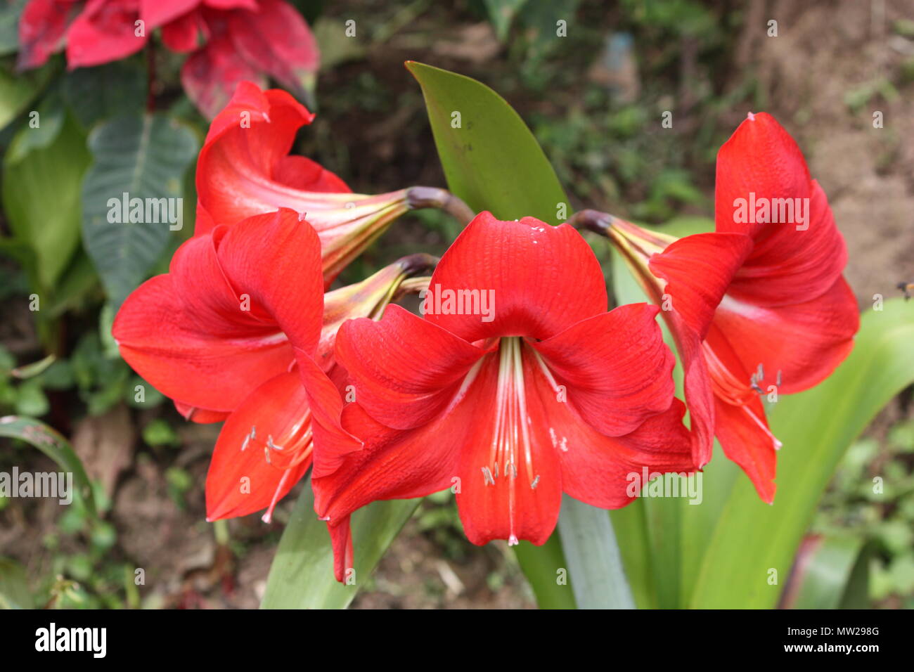 Red flower from costa rica Stock Photo