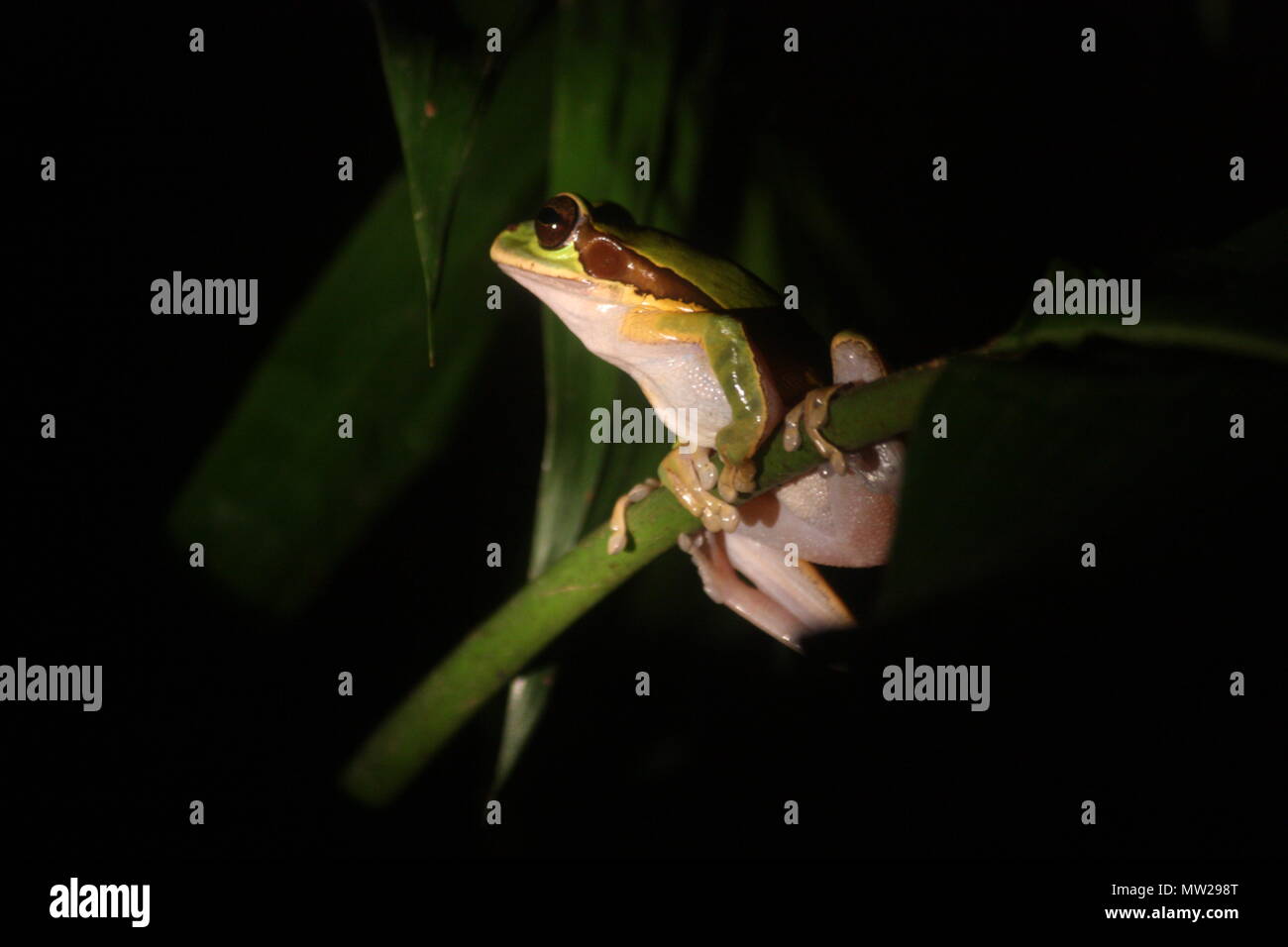 Frog sitting on a branch Stock Photo