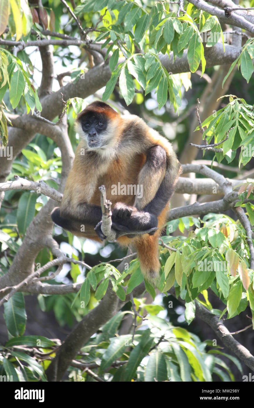 Monkey sitting in the tree Stock Photo