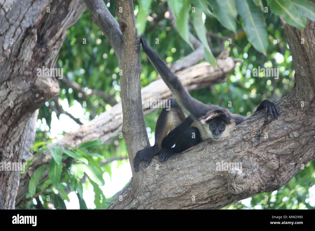 Monkey sitting in the tree Stock Photo