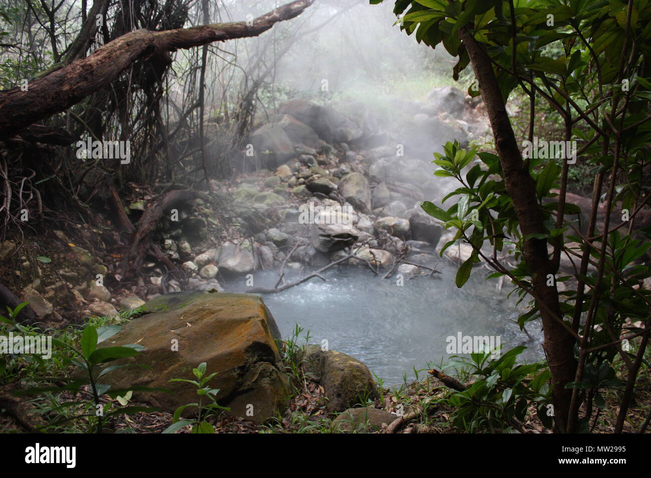 Water spring in rain forst in Costa Rica Stock Photo