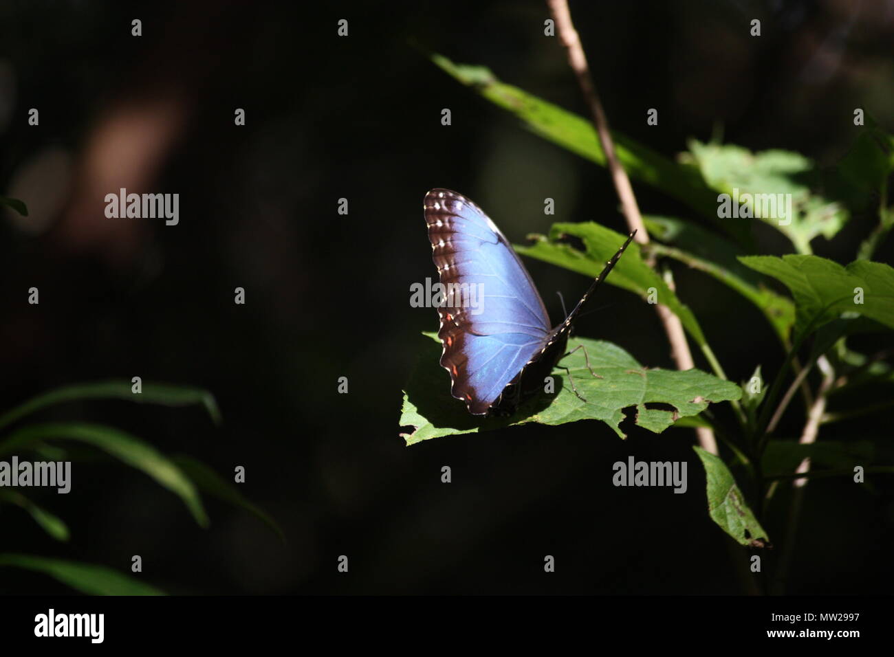 Black and blue butterfly sitting on green leaf Stock Photo