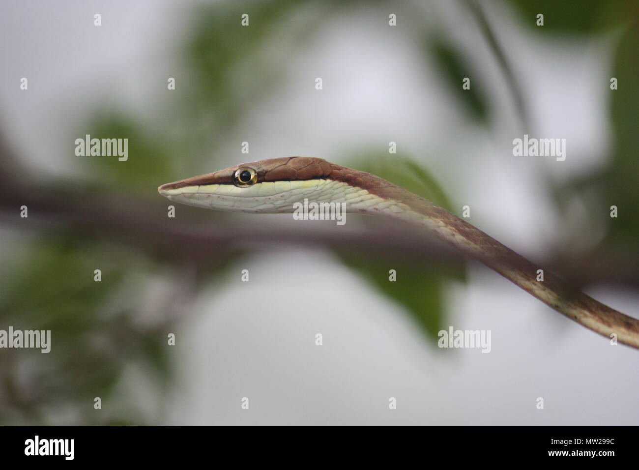 Face of a small snake in a tree Stock Photo