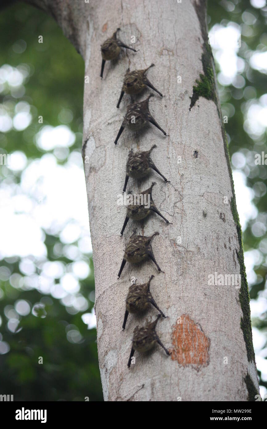Bats hanging on the bark of a tree Stock Photo