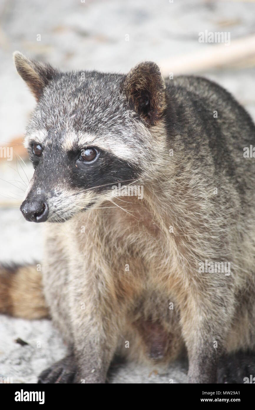 Raccoon sitting on the beach Stock Photo - Alamy