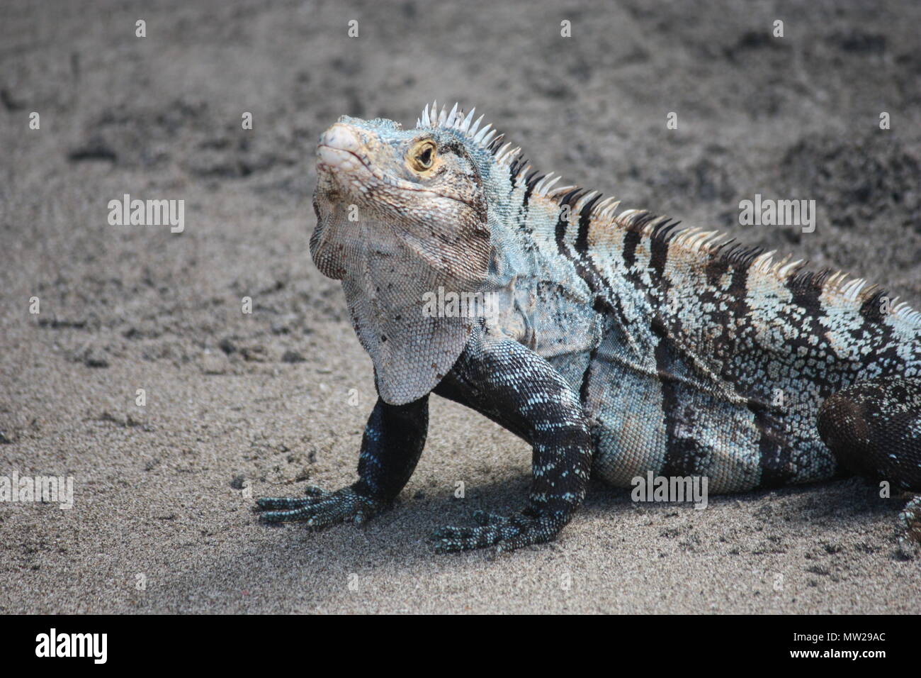Iguana sitting on the beach Stock Photo