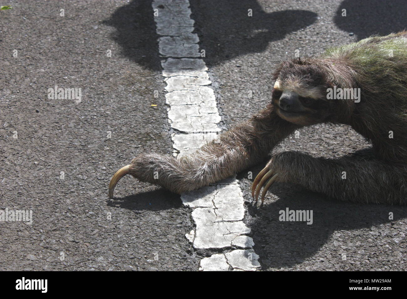 Sloth crossing the road Stock Photo