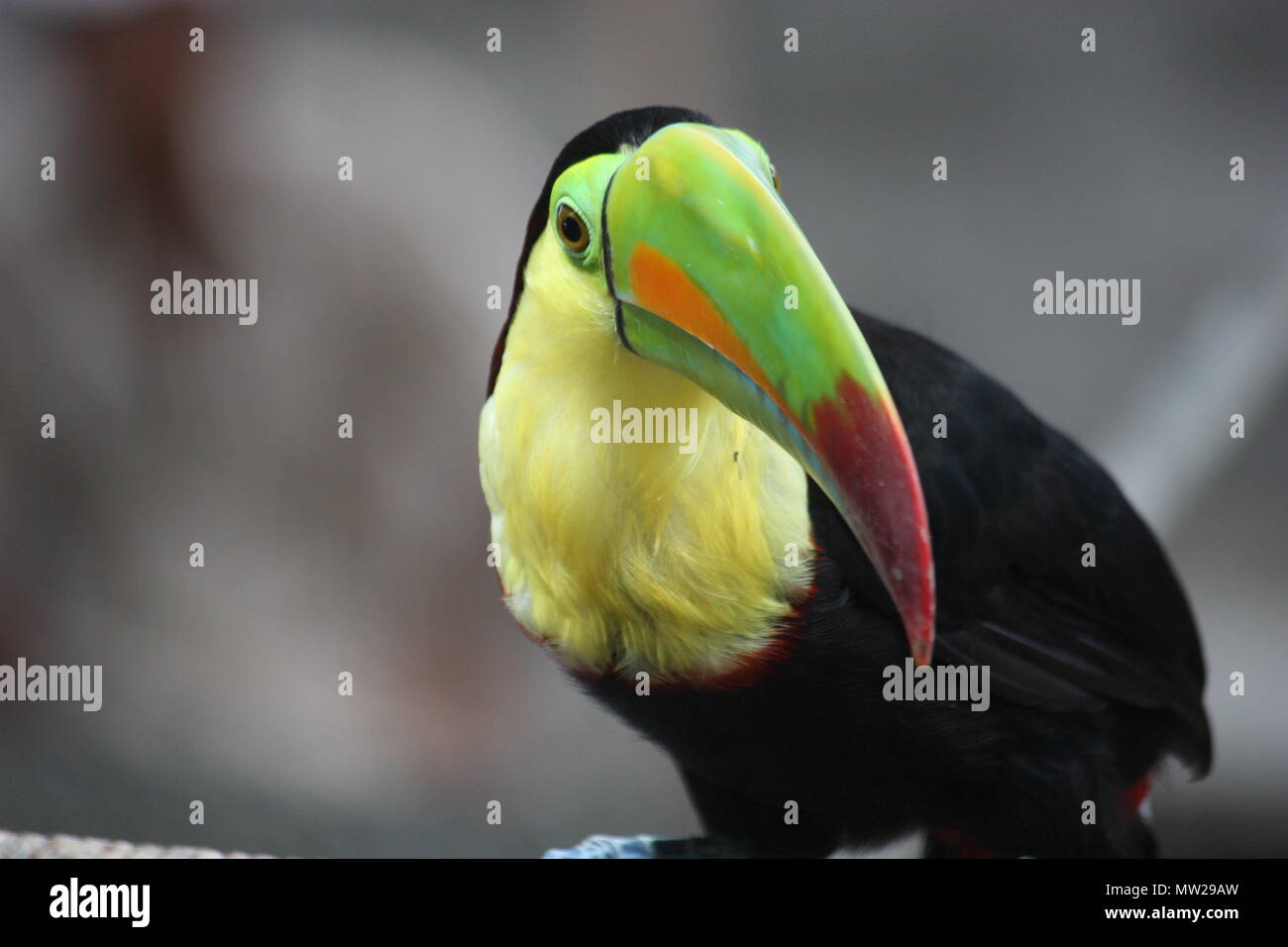 Colorful toucan from Costa Rica Stock Photo