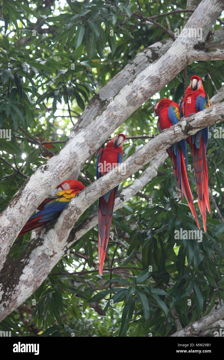 Parrots in a tree Stock Photo