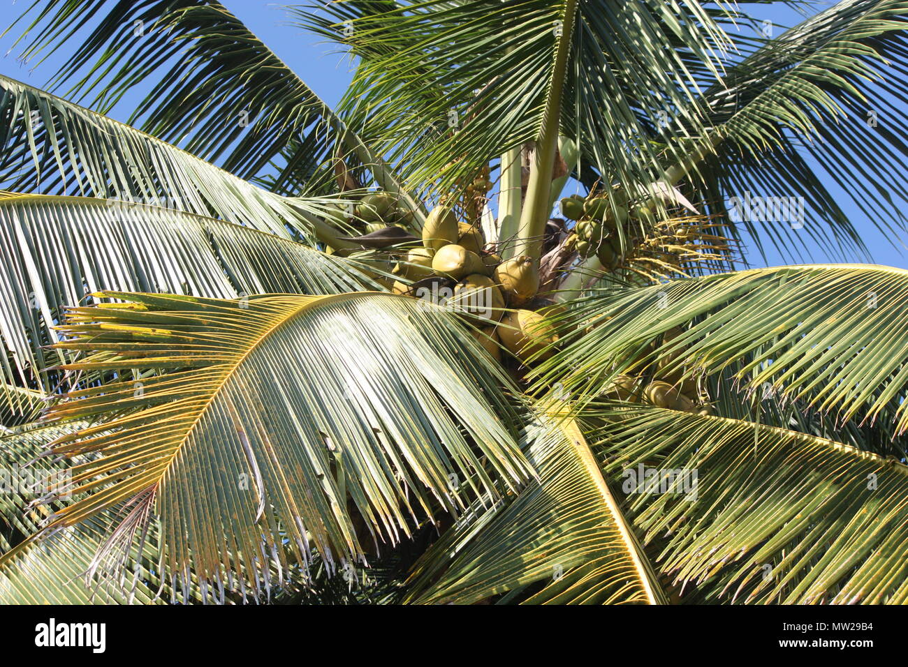 Coconuts in tree with blue sky Stock Photo