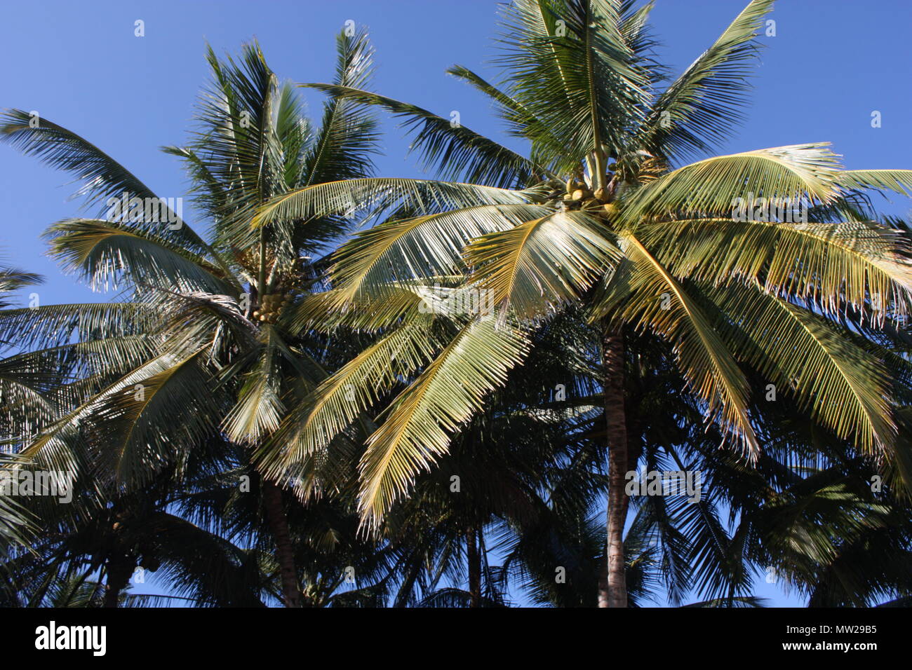 Coconut tree with blue sky background Stock Photo
