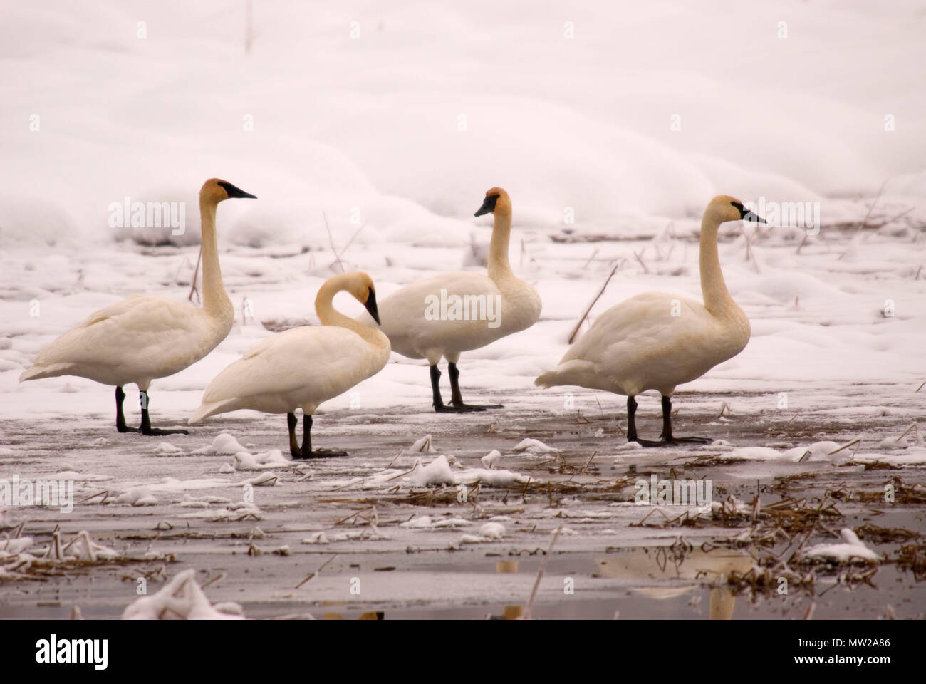 Trumpeter swans, Trout Lake Natural Area Preserve, Washington Stock