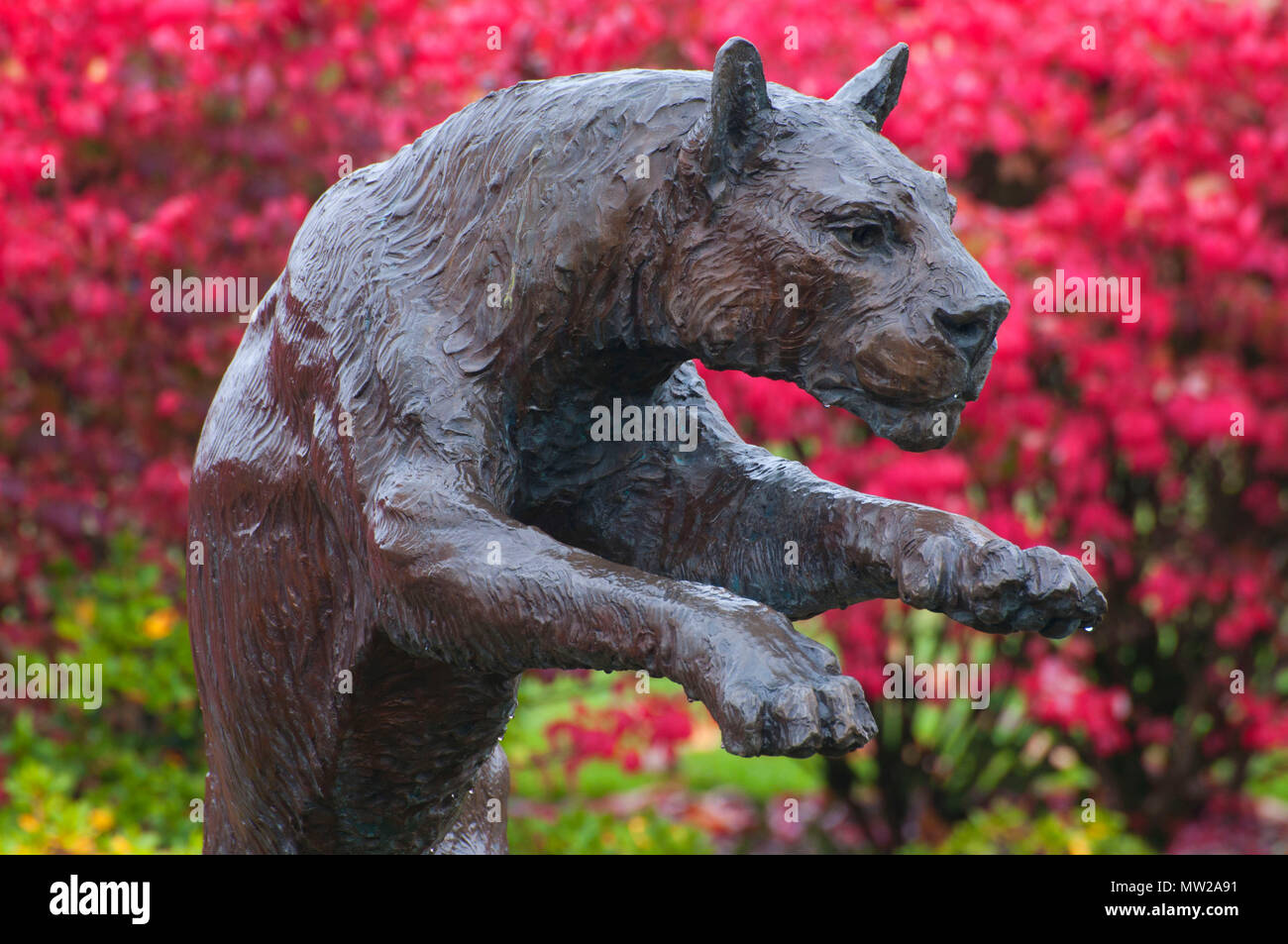 Cougar statue, Washington State University-Vancouver, Vancouver,  Washington Stock Photo