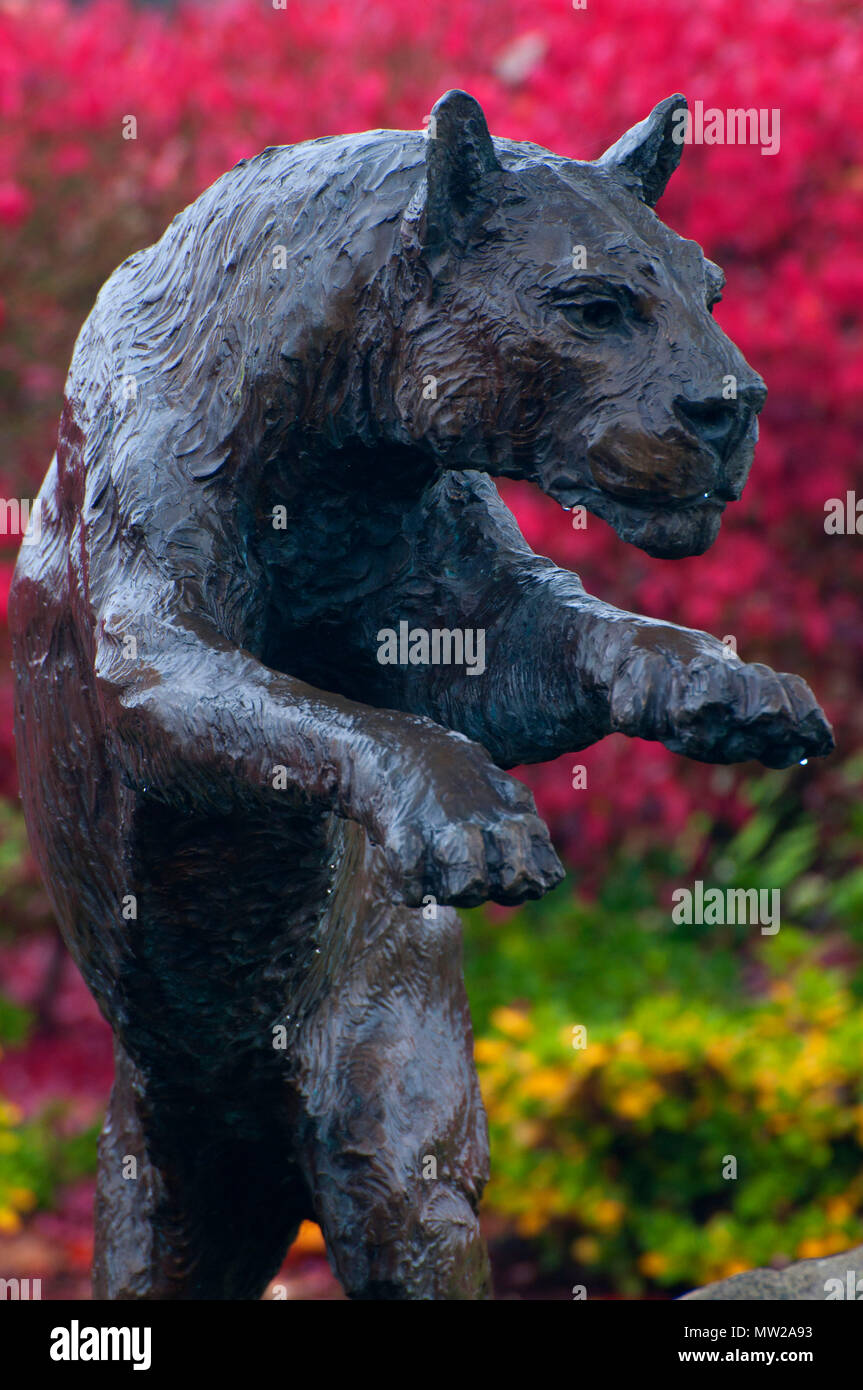 Cougar statue, Washington State University-Vancouver, Vancouver,  Washington Stock Photo