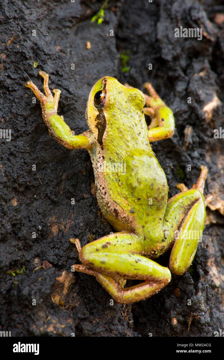 Pacific tree frog (Pseudacris regilla), Nisqually National Wildlife