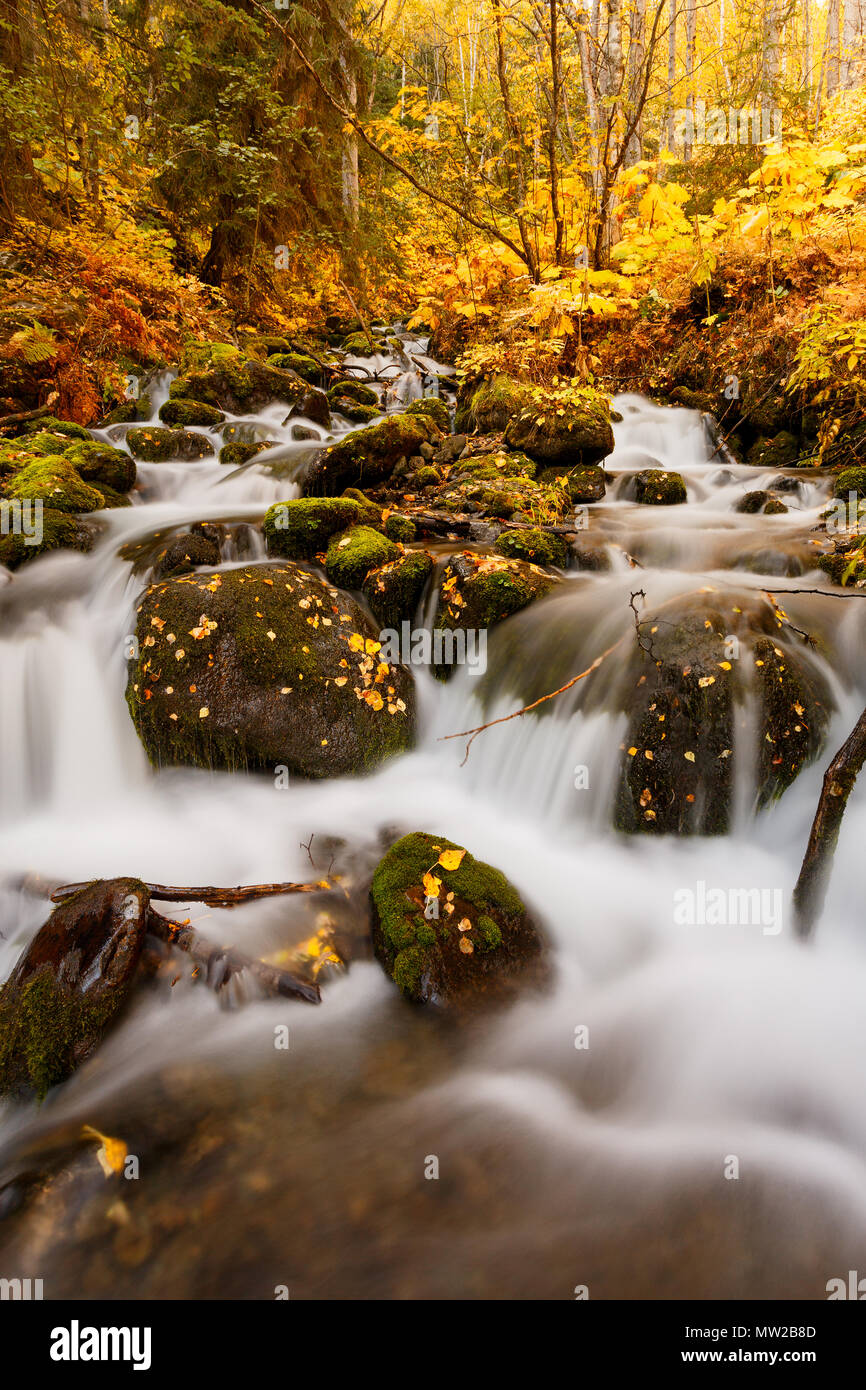 Autumn color along a small stream flowing through a forest in Alaska. Stock Photo