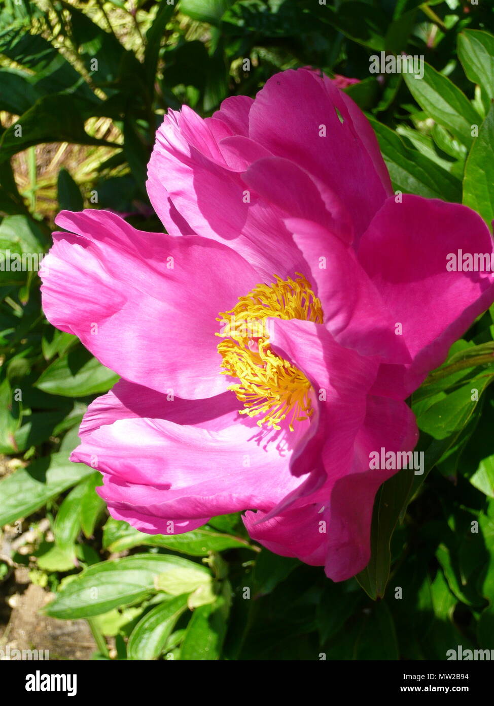 pink peony flower head Stock Photo