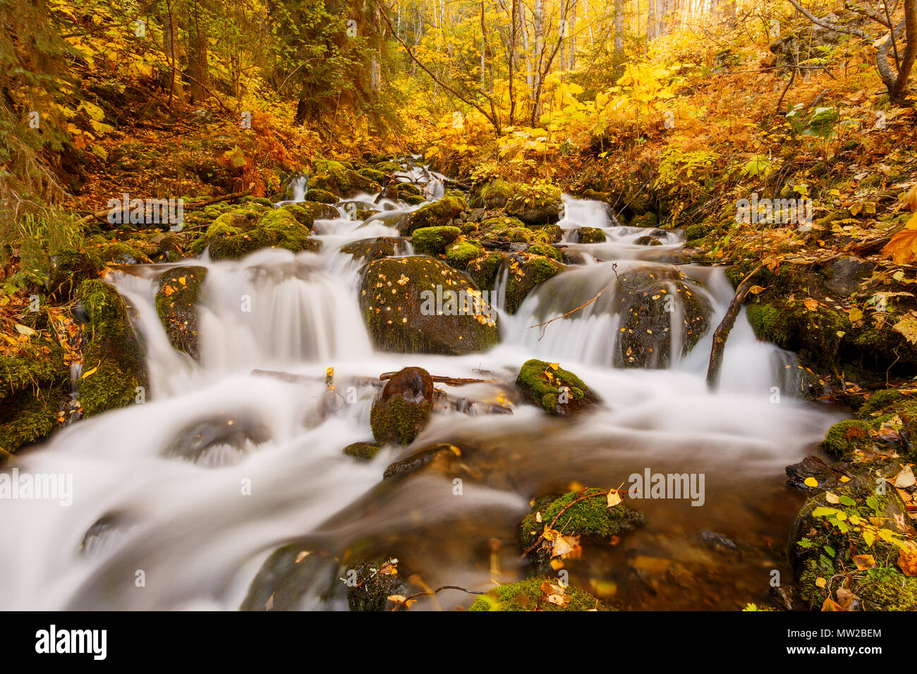 Autumn color along a small stream flowing through a forest in Alaska. Stock Photo