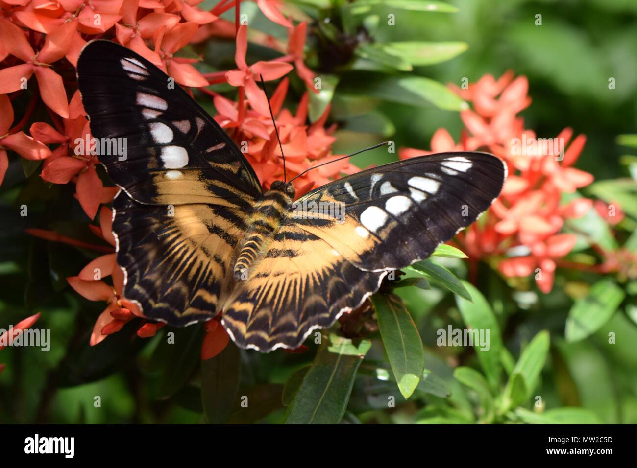 Orange butterfly resting on flowers. Stock Photo