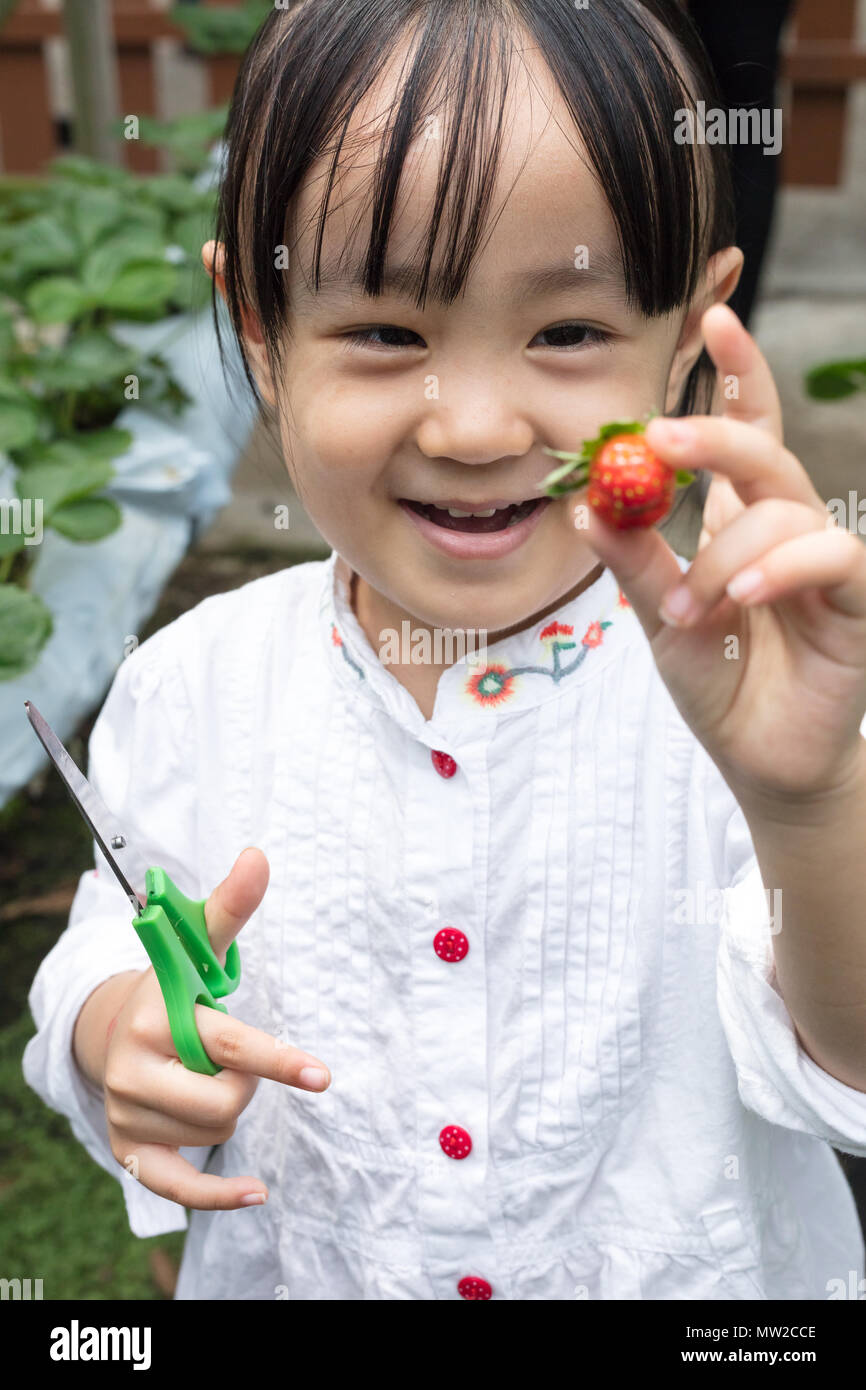 Asian Little Chinese Girl picking fresh strawberry on organic outdoor