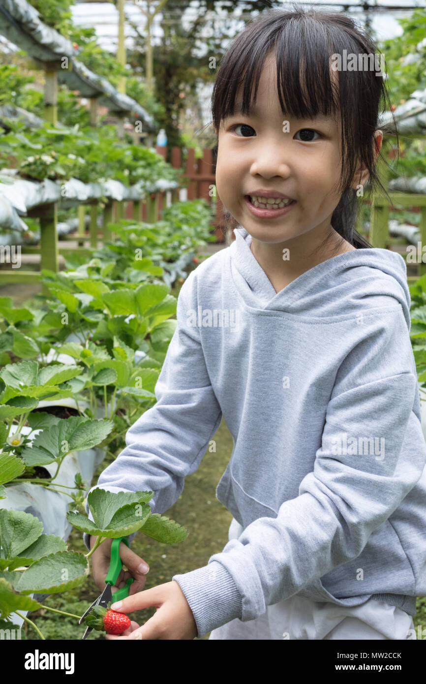Asian Little Chinese Girl picking fresh strawberry on organic outdoor
