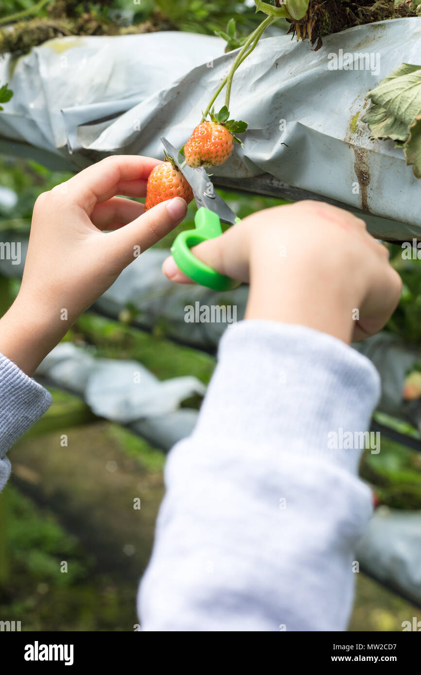 Asian Little Chinese Girl picking fresh strawberry on organic outdoor