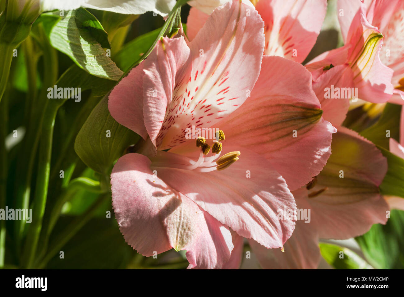Bright pink  alstroemeria, flower display.  Focus stacked macro. Stock Photo
