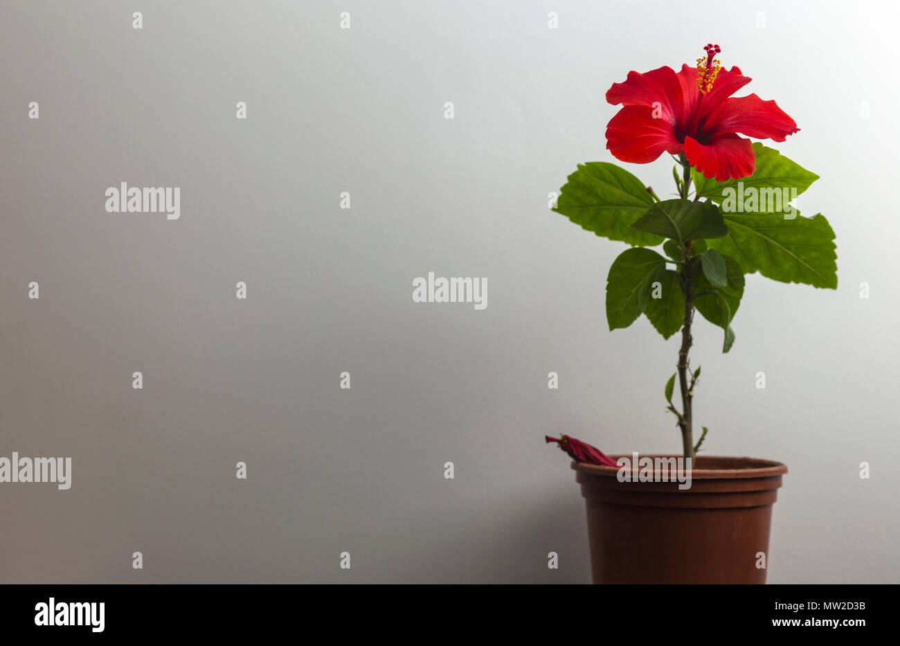 Red hibiscus flower in a pot over white wall. Stock Photo