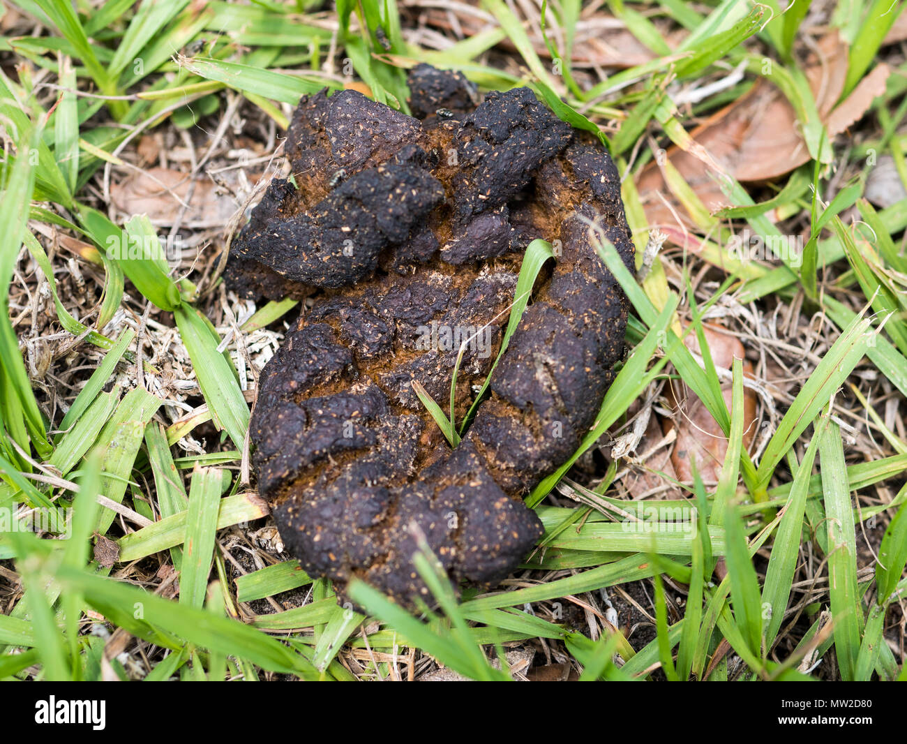 Dog feces that has been stepped on Stock Photo Alamy