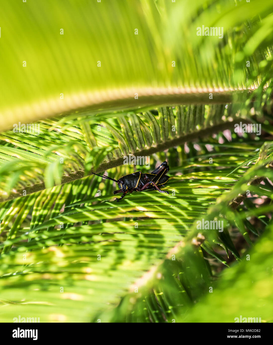 A young Eastern Lubber Grasshopper on the leaves of a Sago Palm tree. Stock Photo