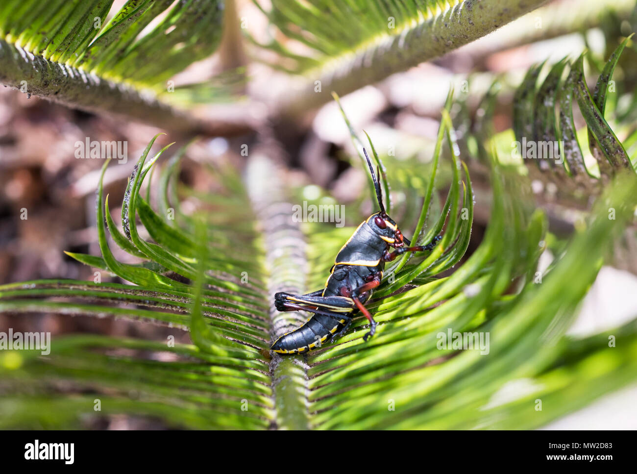 A young Eastern Lubber Grasshopper on the leaves of a Sago Palm tree. Stock Photo