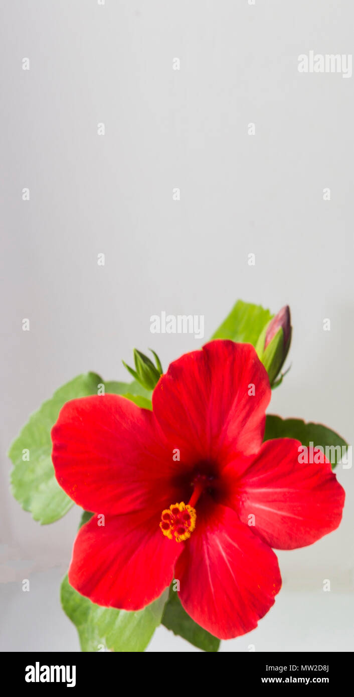 bright large flower of red hibiscus on white background Stock Photo - Alamy