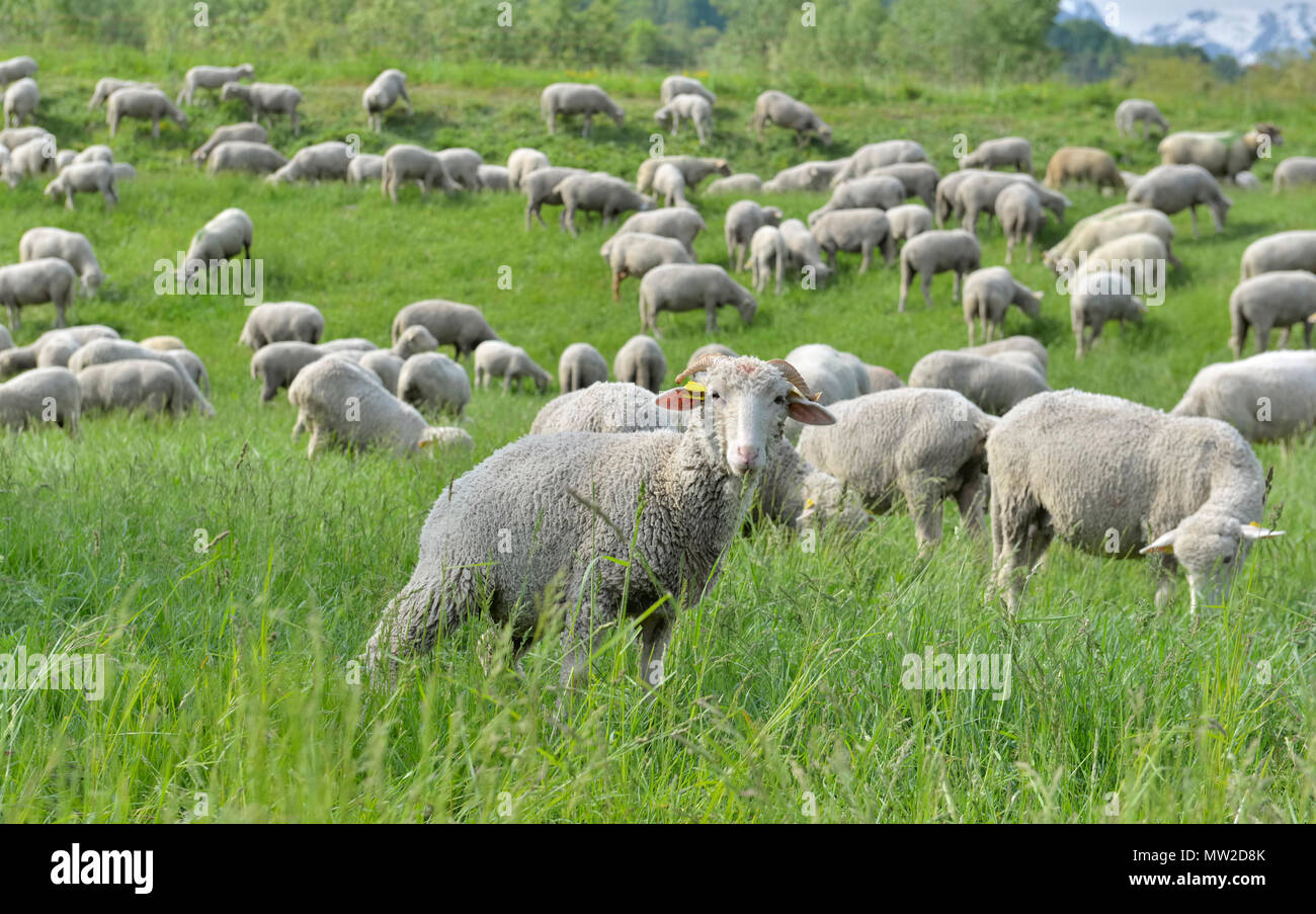 livestock of sheep in a alpine pasture Stock Photo - Alamy